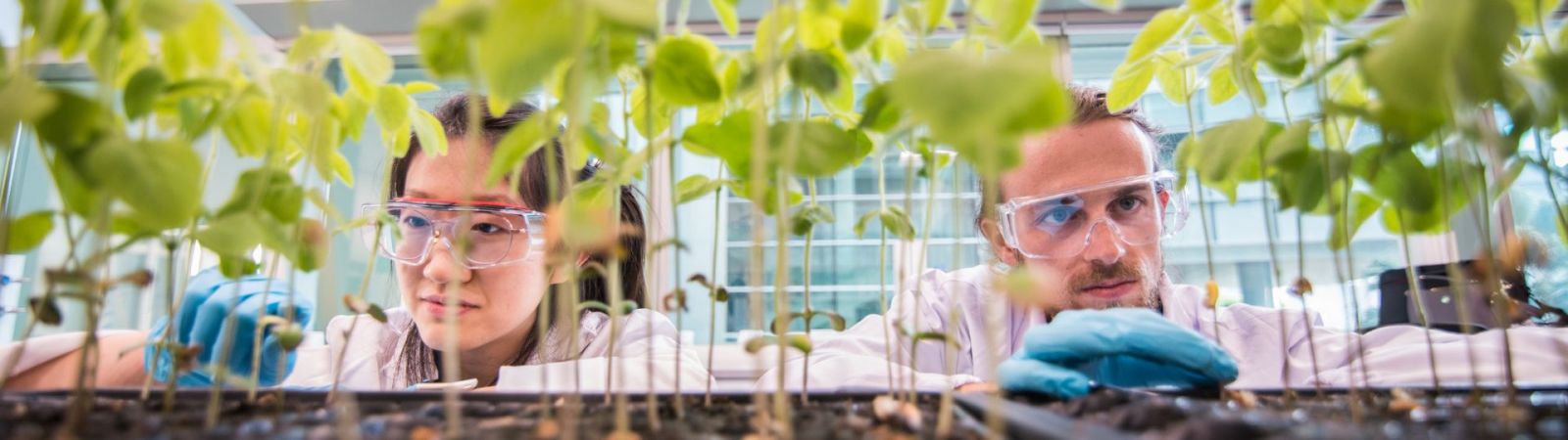 Researchers examining seedlings — Proteins4Singapore at TUMCREATE